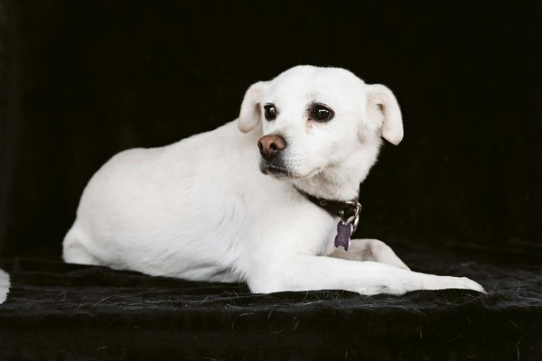 Wat zijn de meest voorkomende gedragsproblemen bij honden?