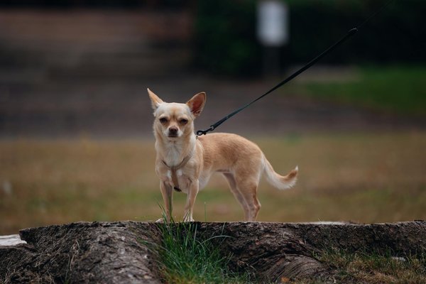 Hoe kun je de angst van je hond verminderen?